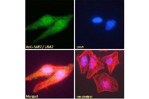 ABIN185083 Immunofluorescence analysis of paraformaldehyde fixed HeLa cells, permeabilized with 0. (UBA2 anticorps  (N-Term))