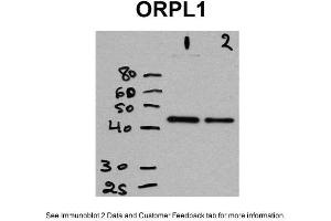 WB Suggested Anti-OPRL1 Antibody Titration: Positive Control: CHO cells (OPRL1 anticorps  (Middle Region))