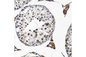 Immunohistochemistry of paraffin-embedded mouse testis using SNRPF Rabbit pAb (ABIN6132678, ABIN6148228, ABIN6148229 and ABIN6215753) at dilution of 1:200 (40x lens). (SNRPF anticorps  (AA 1-86))
