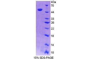 SDS-PAGE (SDS) image for Calcium Modulating Ligand (CAMLG) (AA 1-188) protein (His tag,GST tag) (ABIN6239081) (CAMLG Protein (AA 1-188) (His tag,GST tag))