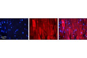 Rabbit Anti-HSPB1 Antibody Catalog Number: ARP30177_T100 Formalin Fixed Paraffin Embedded Tissue: Human Heart Muscle Tissue Observed Staining: Cytoplasm Primary Antibody Concentration: 1:100 Other Working Concentrations: 1:600 Secondary Antibody: Donkey anti-Rabbit-Cy3 Secondary Antibody Concentration: 1:200 Magnification: 20X Exposure Time: 0. (HSP27 anticorps  (C-Term))