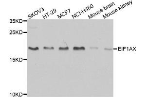 Western blot analysis of extracts of various cell lines, using EIF1AX antibody (ABIN1876946) at 1:1000 dilution. (EIF1AX anticorps)
