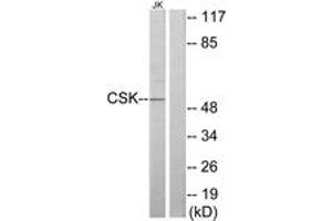 Western blot analysis of extracts from Jurkat cells, using CSK Antibody. (CSK anticorps  (AA 31-80))
