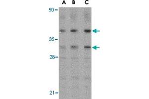 Western blot analysis of MCL1 in Raji cell lysates with MCL1 polyclonal antibody  at (A) 0.