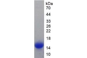 SDS-PAGE analysis of Mouse Hepcidin Protein. (Hepcidin Protéine)