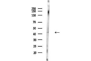 Western blot analysis of lysates from Rat brain, using MAPK3 Antibody at 1/1000 dilution.