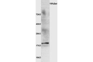 Ewe's milk probed with Anti Beta-lactoglobulin Polyclonal Antibody, Unconjugated  at 1:3000 for 90 min at 37˚C. (Beta Lactoglobulin (LGB) anticorps)