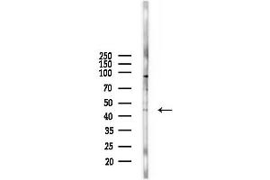 anti-Synaptotagmin II (SYT2) (C-Term) antibody