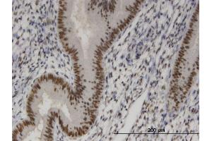 anti-SIX Homeobox 4 (SIX4) (AA 672-780) antibody