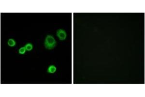 Immunofluorescence analysis of MCF7 cells, using Cytochrome c-type Heme Lyase Antibody. (HCCS anticorps  (AA 81-130))
