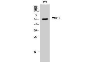 Western Blotting (WB) image for anti-Matrix Metallopeptidase 8 (Neutrophil Collagenase) (MMP8) (C-Term) antibody (ABIN3185601)
