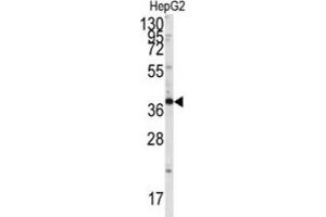 Western Blotting (WB) image for anti-SH3-Domain GRB2-Like Endophilin B1 (SH3GLB1) antibody (ABIN3003644)