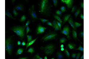 Image provided by One World Lab validation program.