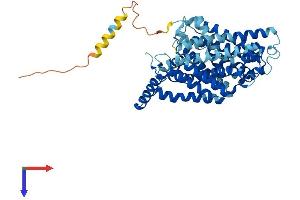AlphaFold protein structure predicition of Human Recombinant SLC7A5 Protein, UniprotID Q01650