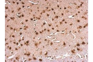 IHC-P Image ERH antibody detects ERH protein at nucleus on mouse fore brain by immunohistochemical analysis. (ERH anticorps  (Center))