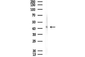 Western blot analysis of lysates from Rat lung, using TSG101 Antibody at 1/1000 dilution.