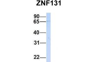 Host:  Rabbit  Target Name:  ZNF131  Sample Type:  Hela  Antibody Dilution:  1. (ZNF131 anticorps  (N-Term))
