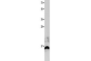 Gel: 12 % SDS-PAGE, Lysate: 40 μg, Lane: Mouse brain tissue, Primary antibody: ABIN7191217(KISS1 Antibody) at dilution 1/100, Secondary antibody: Goat anti rabbit IgG at 1/8000 dilution, Exposure time: 20 seconds (KISS1 anticorps)