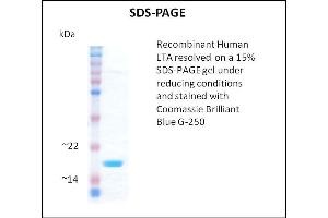 SDS-PAGE (SDS) image for Lymphotoxin-alpha (LTA) (Active) protein (ABIN5509392) (LTA Protéine)
