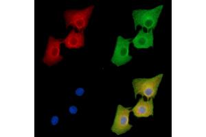 ABIN7096425 and ABIN7100489 staining  cells by IF/ICC. (HISPPD1 anticorps)