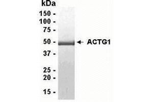 Western Blotting (WB) image for Actin, gamma 1 (ACTG1) (AA 1-375) protein (ABIN2468208)