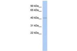 Image no. 1 for anti-Lamin Tail Domain-Containing Protein 1 (LMNTD1) (C-Term) antibody (ABIN6743701) (LMNTD1/IFLTD1 anticorps  (C-Term))