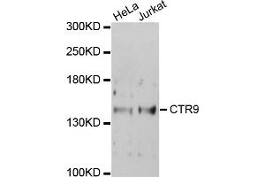 Western blot analysis of extracts of various cell lines, using CTR9 antibody (ABIN1872090) at 1:1000 dilution. (CTR9 anticorps)