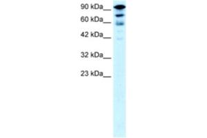 Western Blotting (WB) image for anti-Kinesin Family Member 5A (KIF5A) antibody (ABIN2460829)