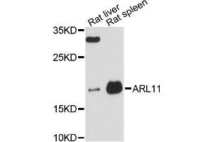 Western blot analysis of extracts of various cell lines, using ARL11 antibody (ABIN6292598) at 1:3000 dilution. (ARL11 anticorps)