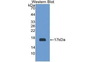 Detection of Recombinant GP1Bb, Mouse using Polyclonal Antibody to Platelet Glycoprotein Ib Beta Chain (GP1BB) (GP1BB anticorps  (AA 53-176))