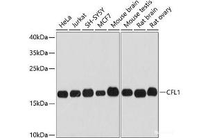 Western blot analysis of extracts of various cell lines using CFL1 Polyclonal Antibody at dilution of 1:3000. (Cofilin anticorps)