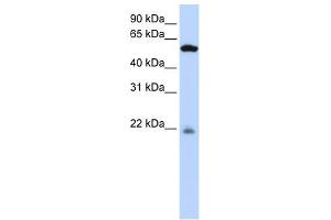 PM20D2 antibody used at 1 ug/ml to detect target protein.