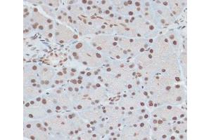 Immunohistochemistry of paraffin-embedded Rat pancreas using ZNF416 Polyclonal Antibody at dilution of 1:100 (40x lens). (ZNF416 anticorps)