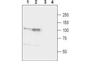 Western blot analysis of mouse (lanes 1 and 3) and rat (lanes 2 and 4) brain lysates: - 1,2. (Neuroligin 1 anticorps  (Extracellular, N-Term))