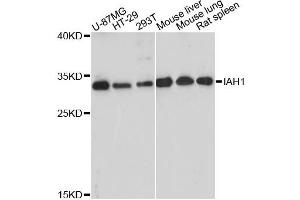 Western blot analysis of extracts of various cell lines, using IAH1 antibody (ABIN6294110) at 1:3000 dilution. (IAH1 anticorps)