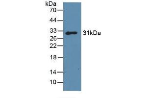 Detection of Recombinant GAL3, Mouse using Polyclonal Antibody to Galectin 3 (GAL3) (Galectin 3 anticorps)
