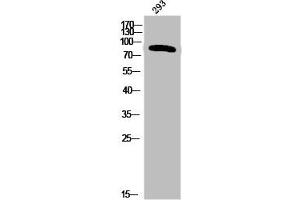 Western Blot analysis of 293 cells using Phospho-Insulin R (Y1355) Polyclonal Antibody (Insulin Receptor anticorps  (pTyr1355))