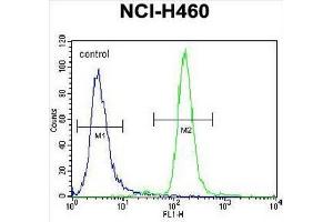 CCNYL3 Antibody (N-term) flow cytometric analysis of NCI-H460 cells (right histogram) compared to a negative control cell (left histogram). (CCNYL3 anticorps  (N-Term))
