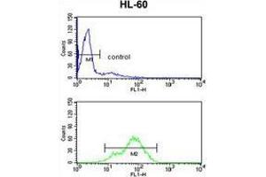 BAHD1 Antibody (C-term) flow cytometry analysis of HL-60 cells (bottom histogram) compared to a negative control cell (top histogram).