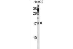 Western Blotting (WB) image for anti-Polymerase (RNA) II (DNA Directed) Polypeptide H (POLR2H) antibody (ABIN3001403) (POLR2H anticorps)