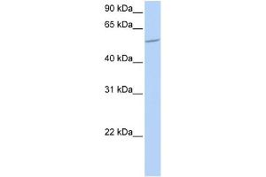 WB Suggested Anti-BTBD1 Antibody Titration:  0. (BTBD1 anticorps  (N-Term))