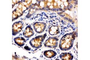 IHC-P: Integrin alpha 1 antibody testing of rat intestine tissue (Integrin alpha 1 anticorps  (C-Term))