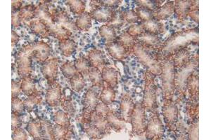 IHC-P analysis of Mouse Kidney Tissue, with DAB staining. (MAP1A anticorps  (AA 2552-2759))