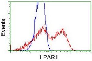 HEK293T cells transfected with either RC206065 overexpress plasmid (Red) or empty vector control plasmid (Blue) were immunostained by anti-LPAR1 antibody (ABIN2455158), and then analyzed by flow cytometry. (LPAR1 anticorps)