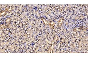 Detection of FGB in Mouse Kidney Tissue using Polyclonal Antibody to Fibrinogen Beta Chain (FGB)
