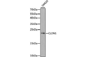 Western blot analysis of extracts of SW620 cells, using CLDN1 antibody. (Claudin 1 anticorps)