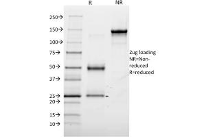 SDS-PAGE Analysis Purified Annexin A1 Mouse Monoclonal Antibody (6E4/3). (Annexin a1 anticorps)