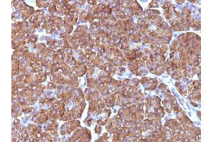 Formalin-fixed, paraffin-embedded human Pancreas stained with ODC1 Mouse Monoclonal Antibody (ODC1/486). (ODC1 anticorps)