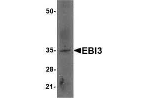 Western Blotting (WB) image for anti-Interleukin-27 subunit beta (IL-27b) (Middle Region) antibody (ABIN1030921) (EBI3 anticorps  (Middle Region))