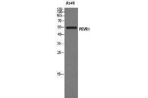 Western Blotting (WB) image for anti-G Protein-Coupled Receptor 172A (GPR172A) (Internal Region) antibody (ABIN3184875) (GPR172A anticorps  (Internal Region))